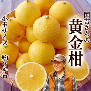 国吉さんの黄金柑 3kg 小玉サイズ 高知産 ご家庭用 送料無料 黄金柑 おうごんかん ゴールデンオレンジ 黄蜜柑 川畑みかん 花良治みかん 糖度 酸度 プレゼント