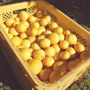 国吉さんの黄金柑 3kg 小玉サイズ 高知産 ...の詳細画像1