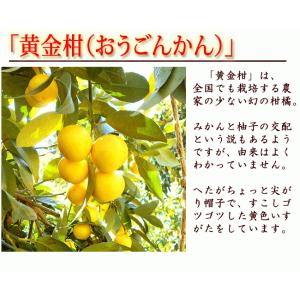 国吉さんの黄金柑 3kg 小玉サイズ 高知産 ...の詳細画像5