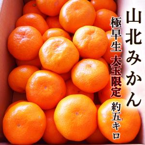 みかん 極早生 約5kg 送料無料 大玉限定 ご家庭用 高知産 山北産 Ｌ〜2Lサイズ 甘い 高糖度 濃厚 ミカン 蜜柑 温州みかん ギフト