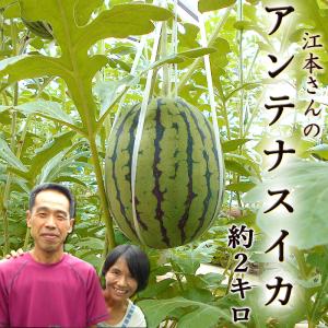 すいか アンテナスイカ  高糖度 なんと13度前後！