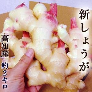新生姜 約2kg Lサイズ 送料無料 高知産 新...の商品画像