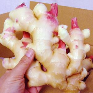 新生姜 約2kg Lサイズ 送料無料 高知産 ...の詳細画像1