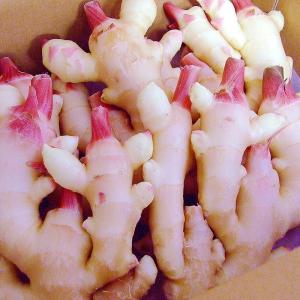 新生姜 約2kg Lサイズ 送料無料 高知産 ...の詳細画像2