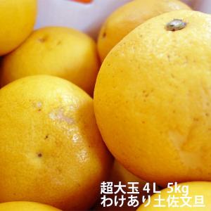 文旦 わけあり超大玉 土佐文旦 5kg 露地ぶんたん 高知産 ご家庭用 ３Ｌまたは4Ｌサイズ 送料無料 文旦 ブンタン ぶんたん 糖度 ギフト みかん