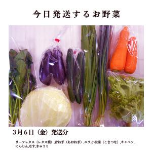 とれたて野菜 8種類セット 詰め合わせ 高知産...の詳細画像1