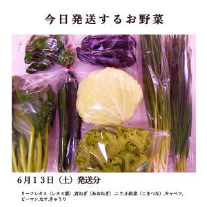 とれたて野菜 8種類セット 詰め合わせ 高知産...の詳細画像1