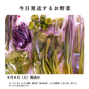とれたて野菜 8種類セット 詰め合わせ 高知産...の詳細画像1