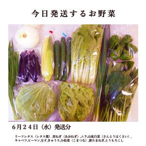 とれたて野菜 11種類セット 詰め合わせ 高知...の詳細画像1