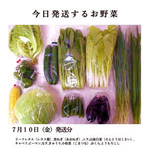 とれたて野菜 11種類セット 詰め合わせ 高知...の詳細画像1
