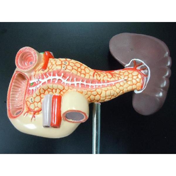 人体模型 内臓模型 膵臓 十二指腸 腹部大動脈