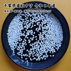千葉県産 粒すけ 白米5kg 令和8年産 新米...の詳細画像1