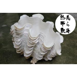 貝殻パーツ】ヤシガイ 椰子貝 1個 26m ヤシ貝 メロディアデマ メロ貝