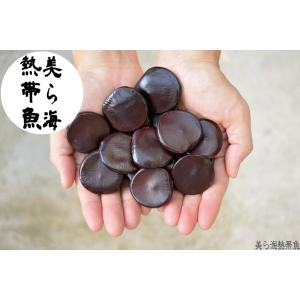 モダマ 藻玉 もだま 世界最大の豆 ラッキービーンズ 特大 レア 希少 雑貨 インテリア：モダマ*藻玉 幸福の豆 ラッキービーンズ 現品選べ
