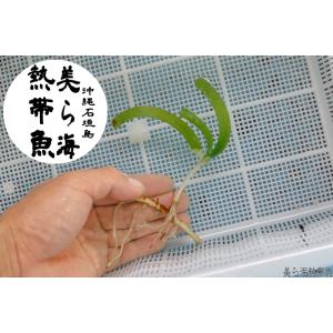 5株「リュウキュウスガモ（アマモ/海草）」送料無料　ポスト便【美ら海熱帯魚】