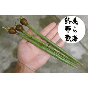 マングローブ　オヒルギ　3本（個） 種子　観葉植物　花卉/園芸/海干潟。。 観葉植物）マングローブ オヒルギ（雄蛭木）の種（3本） : チャーム