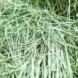 【2番刈り】最高級チモシーヘイ(1kg) 牧草...の詳細画像3