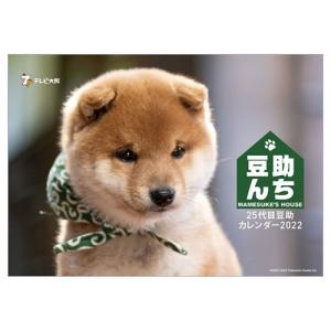 豆助んち 25代目豆助カレンダー2022 カレンダー2022年 卓上 いぬ 動物 写真 令和4年暦