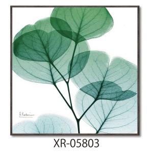 フラワーアート アルバートクーツィール X RAYキャンバスアート ユーカリメイト スクエアS ユーパワー