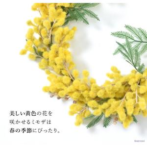 リース ミモザ 春 ミモザのリース 玄関 新居...の詳細画像2