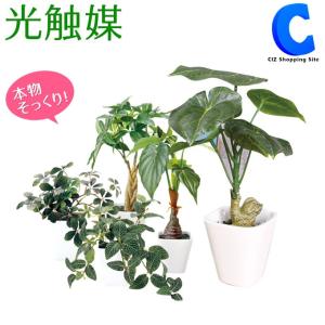 フェイクグリーン 光触媒 観葉植物 大型 インテリア おしゃれ シュガーバイン パキラ フィットニア ジャロファ アロカシア カメリアリーフ 6種類