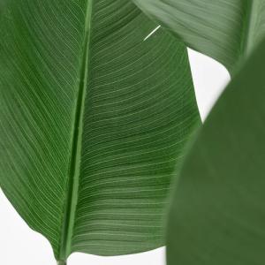 IKEA イケア 人工観葉植物 室内/屋外用/...の詳細画像4