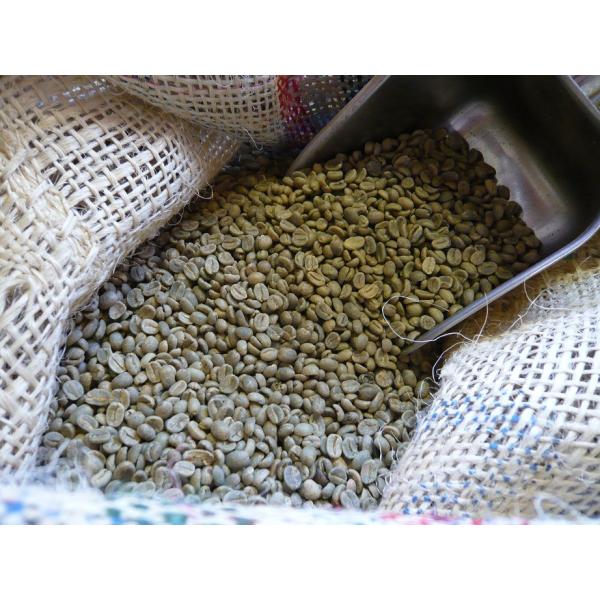 アラビカコーヒー生豆 コロンビア エクセルソ Colombia Excelso 500g 自家焙煎