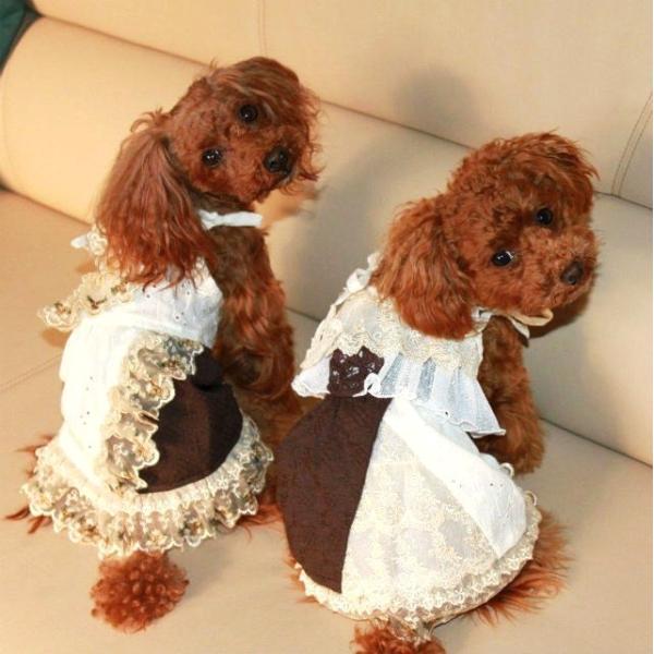 ガーリーフリルレースワンピ　SS〜Ｌ　犬　ワンピース