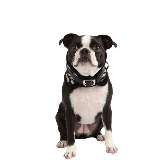 【50%OFF】【ＰＵＰＰＩＡ】ゼブラネックガードカラー（犬用首輪）　Ｍ　(AC053)