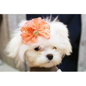 犬用ネックレス】ジュエルビーズネックレス : Pet Healing(ペット
