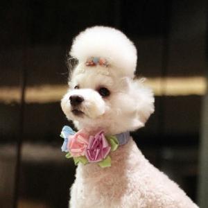 犬用ネックレス】ジュエルビーズネックレス : Pet Healing(ペット