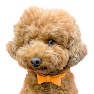 【Ronn Ronn】 おしゃれなリボンカラー 犬用首輪/オレンジ｜cloverdog