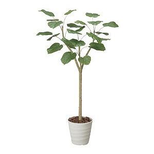 《アートグリーン》《人工観葉植物》光触媒　光の楽園　ウンベラ―ダ１．８｜cloverplain