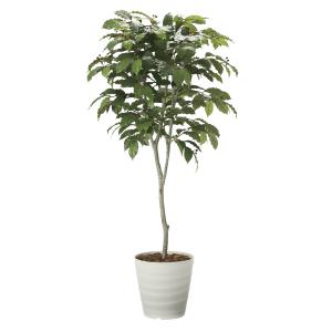 《アートグリーン》《人工観葉植物》光触媒　光の楽園　コ−ヒ−ツリ−１．８