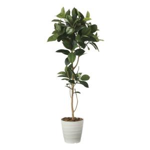 《アートグリーン》《人工観葉植物》光触媒　光の楽園　ゴムの木１．８｜cloverplain