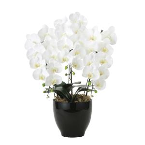 《アートフラワー》《造花》光触媒　光の楽園　フレッシュ胡蝶蘭３本立Ｗ｜cloverplain