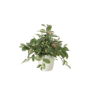 《アートグリーン》《人工観葉植物》 光触媒　光の楽園　ツートンホヤ｜cloverplain