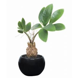 《アートグリーン》《人工観葉植物》光触媒　光の楽園　パキラインポット｜cloverplain