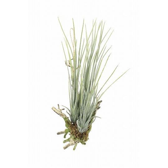 《アートグリーン》《人工観葉植物》光触媒　光の楽園　エア―プランツＬ（ポリ製）