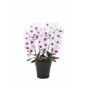 《アートフラワー》《人工観葉植物》光触媒　光の楽園　フレッシュ胡蝶蘭Ｗ／Ｌ　　５本立｜cloverplain