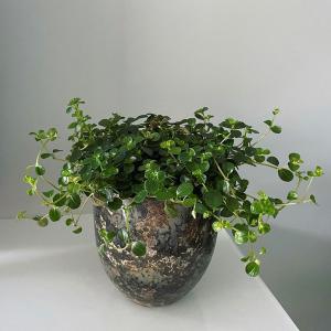 D&amp;M(ディーアンドエム) アレイポット L16.5×W16.5×H16cm ミッドナイト 5号 鉢カバー ポット ラウンドポット 丸型 おしゃれ プランター セラミック 光沢