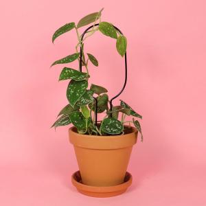 botanopia(ボタノピア) 植物用くい ミニ フープ 1個 ゴールデン ブラック 植物支柱 おしゃれ支柱 小さめ ガーデニング用品 海外雑貨｜clubestashop