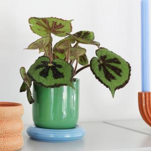 &Klevering(アンドクレベリン) クラッシュポット ストライプ Φ23.5