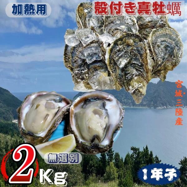 宮城県三陸・雄勝半島産 加熱用 殻付き生牡蠣:一年子 ２kg /箱 産地直送 送料無料