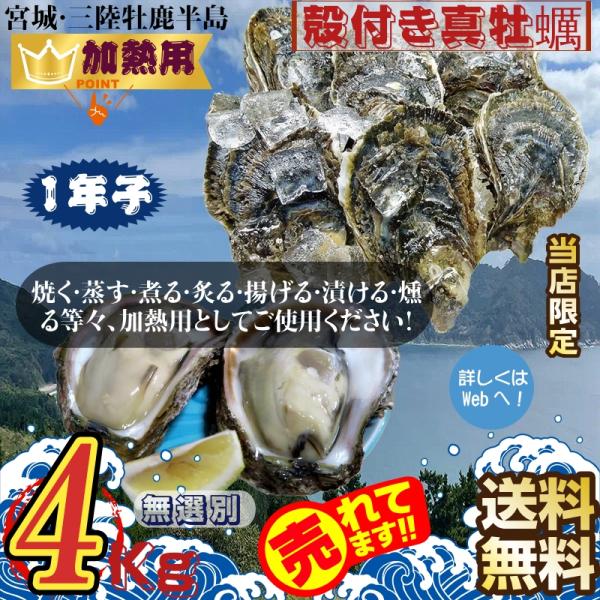 宮城県三陸・牡鹿半島産 加熱用 殻付き生牡蠣:一年子 4kg /箱 産地直送 送料無料