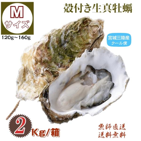 牡蠣 宮城県三陸・牡鹿半島産 殻付き生牡蠣 Mサイズ ２kg /箱 産地直送 送料無料