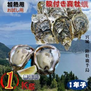 牡蠣 お試し用 宮城県三陸産 加熱用 殻付き生牡蠣 一年子 １kg /箱 産地直送 送料無料｜こだわり市場Yahoo!店