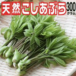 山菜 早期予約 天然山菜 山菜の女王　こしあぶら/３００ｇ 自然の恵み　限定販売 送料無料