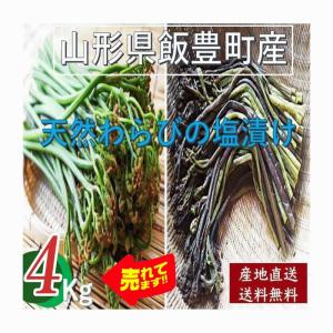 天然山菜 わらびの塩漬け 業務用 10Kg 自然の恵み 限定販売 山形県