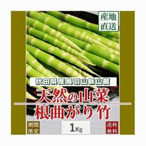 天然山菜 天然根曲がり竹/１Kｇ自然の恵み 限定予約販売 山形県飯豊連峰 送料無料 クール便｜こだわり市場Yahoo!店